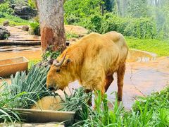 -海南热带野生动植物园