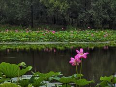-东郊湿地公园