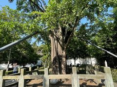 -上海佘山国家森林公园天马山园