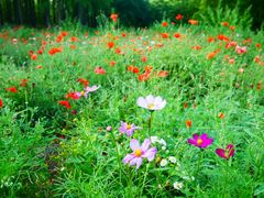 -上海共青森林公园