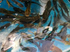 -二荆条·蜀鲜汇城市森林火锅