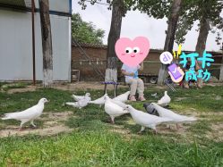 -上美四季动物农场