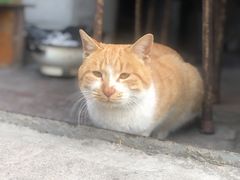 -王顺山国家森林公园