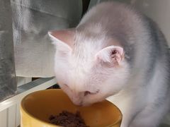 -北京赛佳动物医院