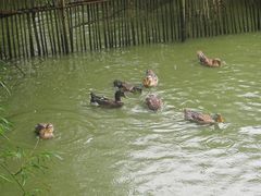 -明仕田园
