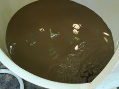 -100蛋泥浆浴