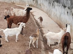 -西安秦岭野生动物园