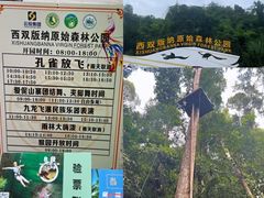 -西双版纳原始森林公园