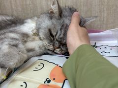 -北京观赏动物医院·24小时大型综合·猫专科·异宠专科