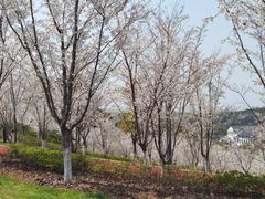-宜兴龙背山森林公园