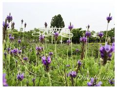 -广东花都香草世界旅游度假区