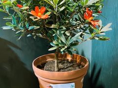 -北京植物园-展览温室