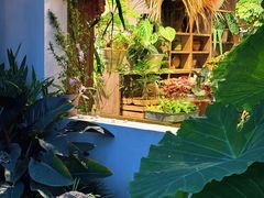 -自由生长植物工作室(深港花卉中心店)