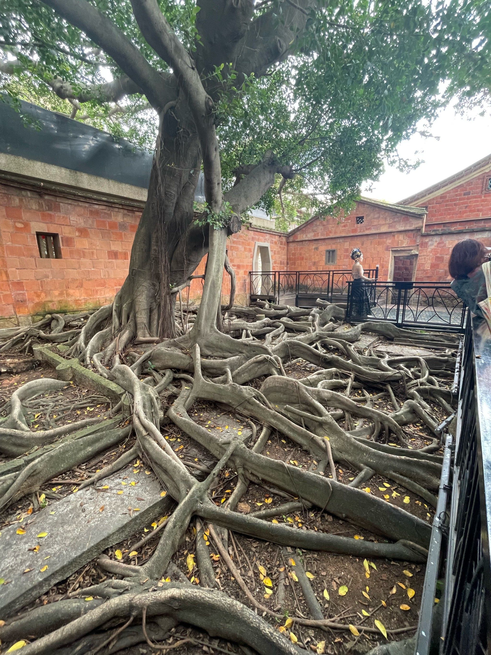 好震撼的榕树根