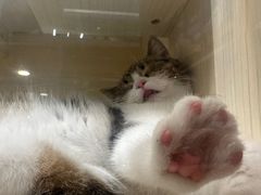 -屋虎猫馆(宝安大仟里店)