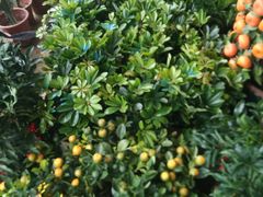 -龙大花卉苗木市场