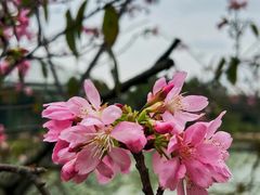 -中国科学院华南植物园