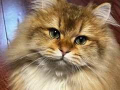 -天使宠物医院·犬猫分诊(彩虹店)