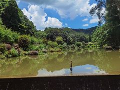 -深圳仙湖植物园