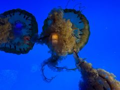 -太平洋海底世界