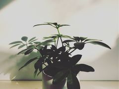 -Onirii Coffee(长乐路店)
