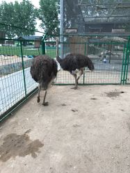 -上美四季动物农场