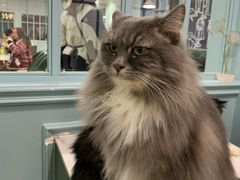 -安格丽娜·狗咖·猫咖羊驼咖(春熙路百盛商场店)