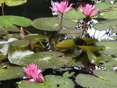 -海南热带野生动植物园