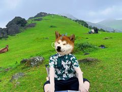 -大姆山草场