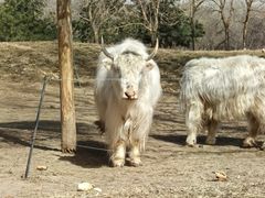 -北京野生动物园
