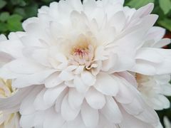 -花之城