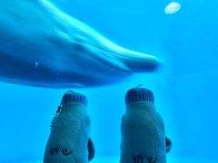-海合安成都极地海洋公园