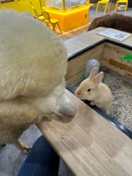 -神奇动物撸宠馆·羊驼·小浣熊·异宠(豫园店)
