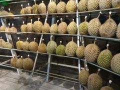 -都念榴莲·城市榴莲