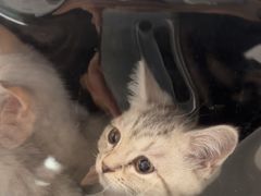 -纳吉亚猫专科动物诊疗中心(蒋宅口分院)