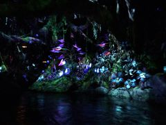 -奥兰多迪士尼动物王国乐园