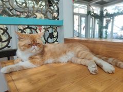 -猫小院猫主题咖啡厅(北锣店)