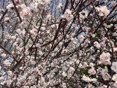 -桃花堤公园