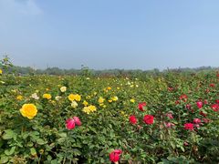 -廊坊文化艺术中心