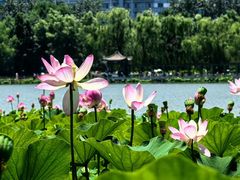 -莲花池公园