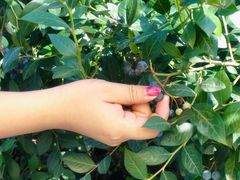 -金谷域澳洲庄园