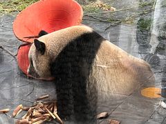 -上海野生动物园