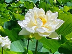 -莲花池公园