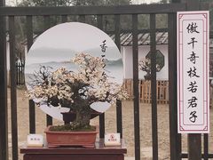 -香雪海