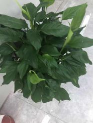 -悟空祛痘·诺奖技术专业店