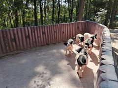 -大塘金香草谷