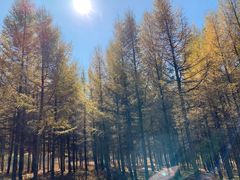 -塞罕坝国家级自然保护区