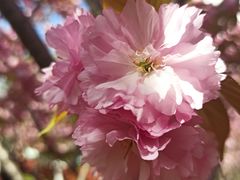-高东镇樱花园