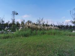 -春花秋色城市公园