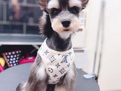 -小尾巴宠物店(万科·金域华庭店)